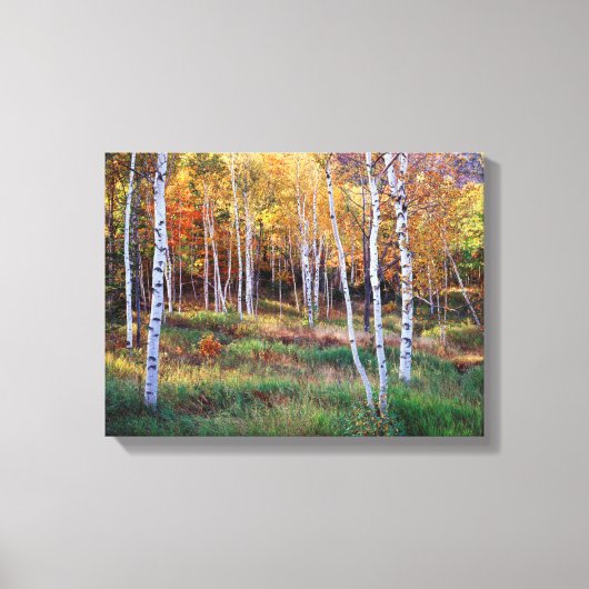 Maine, Acadia National Park, Herfst Canvas Afdruk (Voorkant)