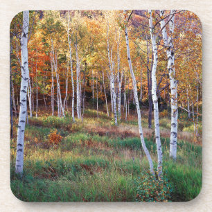 Maine, Acadia National Park, Herfst Drankjes Onderzetter