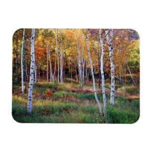 Maine, Acadia National Park, Herfst Magneet