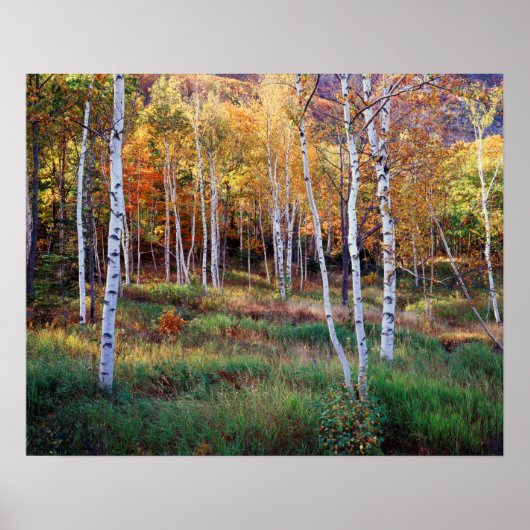 Maine, Acadia National Park, Herfst Poster (Voorkant)