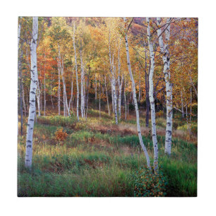 Maine, Acadia National Park, Herfst Tegeltje