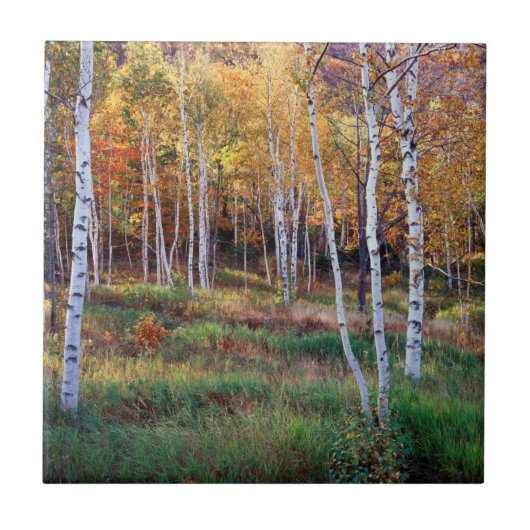 Maine, Acadia National Park, Herfst Tegeltje (Voorkant)