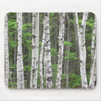 Maine Birch Grove Muismat