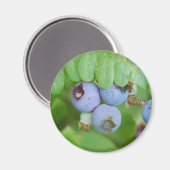 Maine bosbessen magneet (Voorkant / Achterkant)