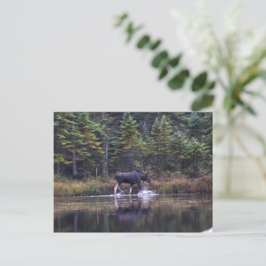 Maine Bull Moose Briefkaart (Staand voorkant)