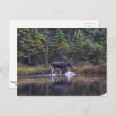 Maine Bull Moose Briefkaart (Voorkant / Achterkant)