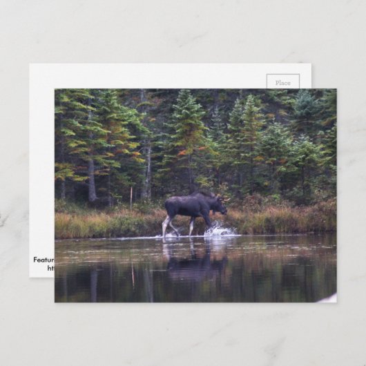 Maine Bull Moose Briefkaart (Voorkant / Achterkant)