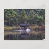 Maine Bull Moose Briefkaart (Voorkant)