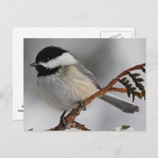 Maine Chickadee Briefkaart (Voorkant / Achterkant)