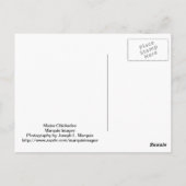 Maine Chickadee Briefkaart (Achterkant)