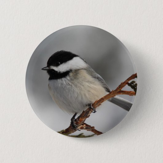 Maine Chickadee Ronde Button 5,7 Cm (Voorkant)