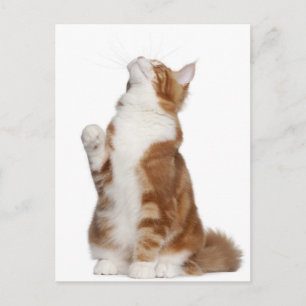 Maine Coon (6 maanden oud) zit op en kijkt op Briefkaart