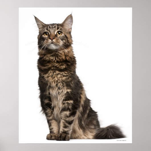 Maine Coon (8 maanden oud) 2 Poster (Voorkant)