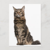 Maine Coon (8 maanden oud) Briefkaart (Voorkant)