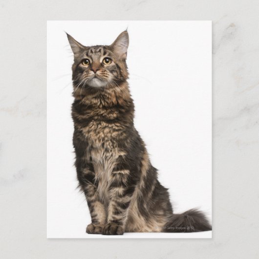 Maine Coon (8 maanden oud) Briefkaart (Voorkant)