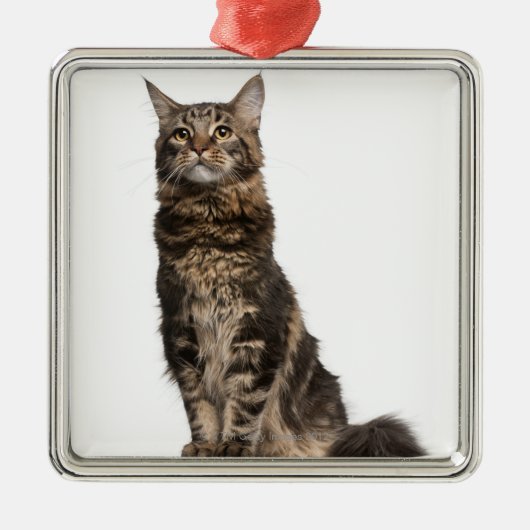 Maine Coon (8 maanden oud) Metalen Ornament (Voorkant)