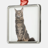 Maine Coon (8 maanden oud) Metalen Ornament (Links)