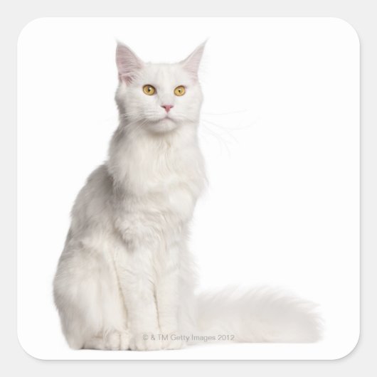 Maine Coon (8 maanden oud) zittend Vierkante Sticker (Voorkant)