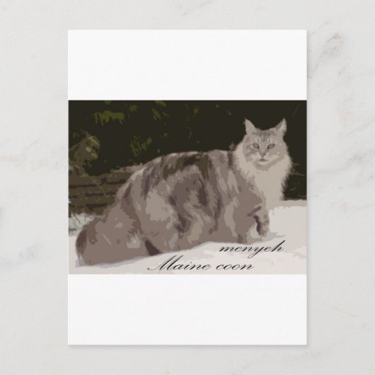 maine coon briefkaart (Voorkant)