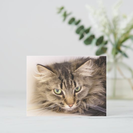 Maine Coon Briefkaart (Staand voorkant)