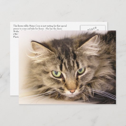 Maine Coon Briefkaart (Voorkant / Achterkant)