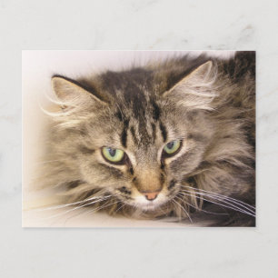 Maine Coon Briefkaart