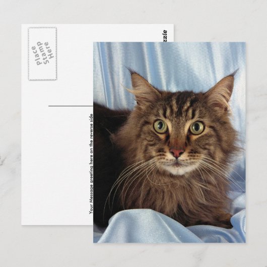 Maine Coon, bruin tafelblad Briefkaart (Voorkant / Achterkant)