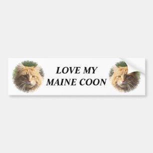maine coon bumpersticker