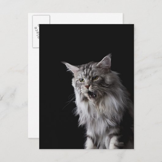 Maine Coon cat 2 Briefkaart (Voorkant / Achterkant)