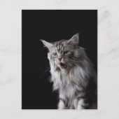 Maine Coon cat 2 Briefkaart (Voorkant)