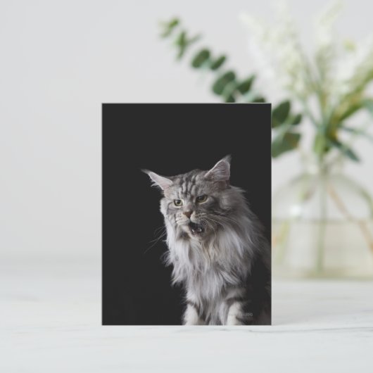 Maine Coon cat 2 Briefkaart (Staand voorkant)