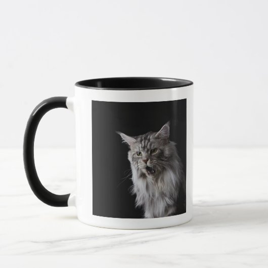 Maine Coon cat 2 Mok (Links)