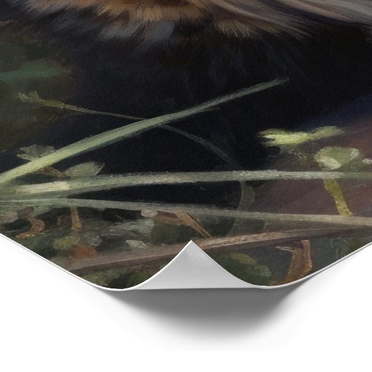 Maine Coon Cat Art Print Poster (Hoek)