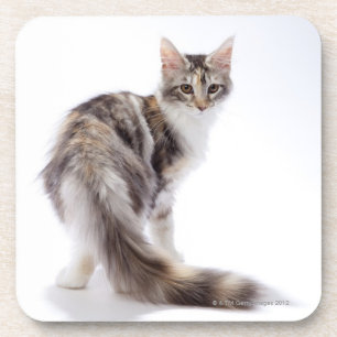 Maine Coon cat Bier Onderzetter