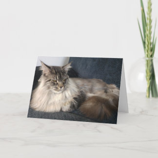 Maine Coon Cat Birthday Card Kaart