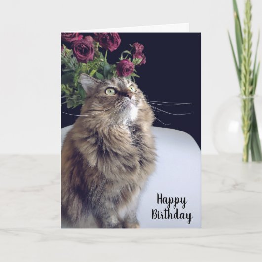 Maine Coon Cat Birthday-kaart Kaart (Voorkant)