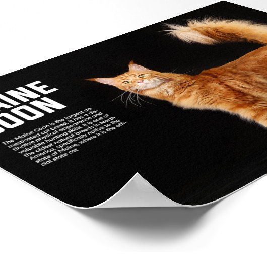 Maine Coon Cat Breed Poster (Hoek)