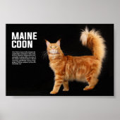 Maine Coon Cat Breed Poster (Voorkant)