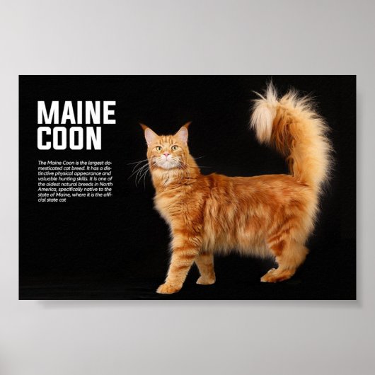 Maine Coon Cat Breed Poster (Voorkant)