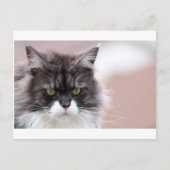 Maine Coon Cat Briefkaart (Voorkant)