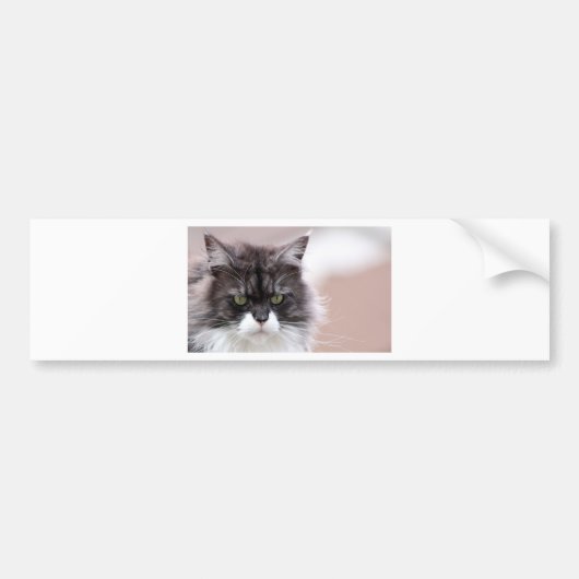 Maine Coon Cat Bumpersticker (Voorkant)
