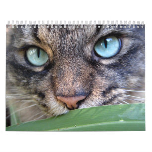 Maine Coon Cat Calendars Kalender