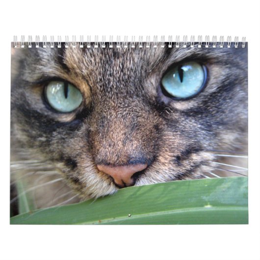 Maine Coon Cat Calendars Kalender (Hoes)