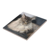 Maine Coon Cat Ceramic Tile Tegeltje (Zijkant)
