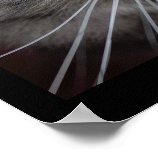 Maine Coon Cat Close-up Poster (Hoek)