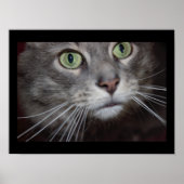 Maine Coon Cat Close-up Poster (Voorkant)