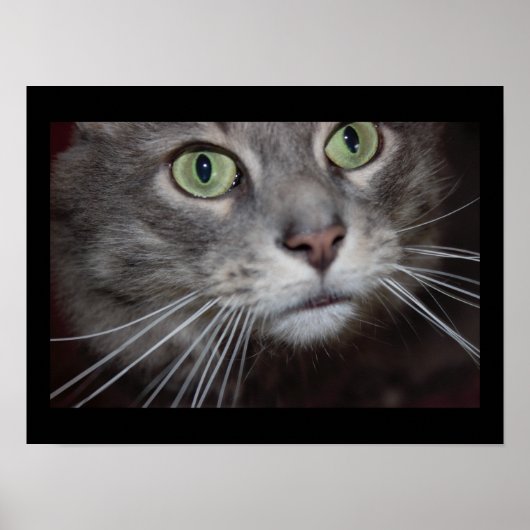 Maine Coon Cat Close-up Poster (Voorkant)
