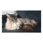 Maine Coon Cat Foto Afdruk (Voorkant)