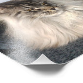 Maine Coon Cat Foto Afdruk (Hoek)