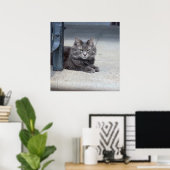 Maine Coon Cat Foto Poster (Thuiskantoor)